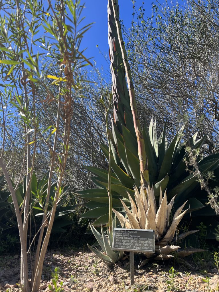 Photos from the San Diego Botanic Garden